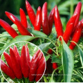 Quality hybrid pod pepper seeds chilli seeds for planting